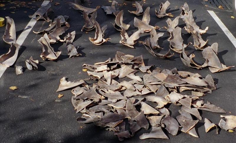 shark fins captured by NOAA