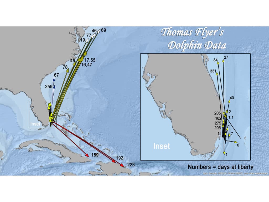 Dolphin tagging results