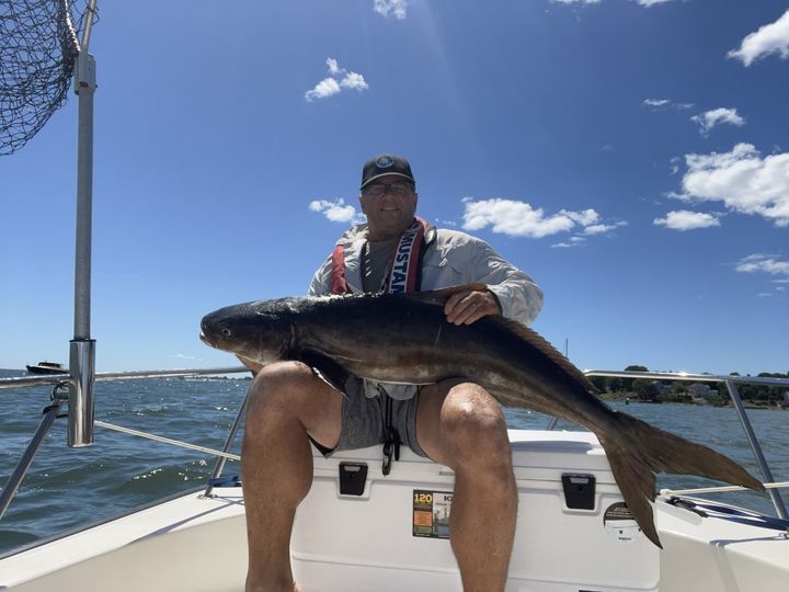 CT record cobia caught by John Bertolasio