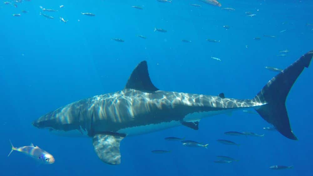 great white shark