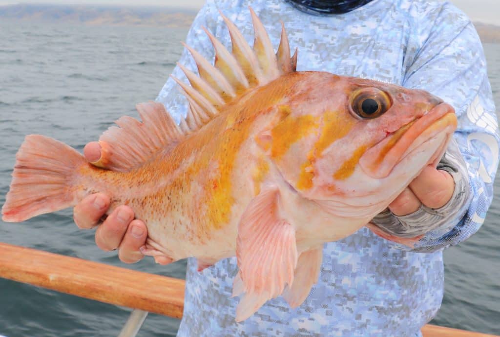 copper rockfish