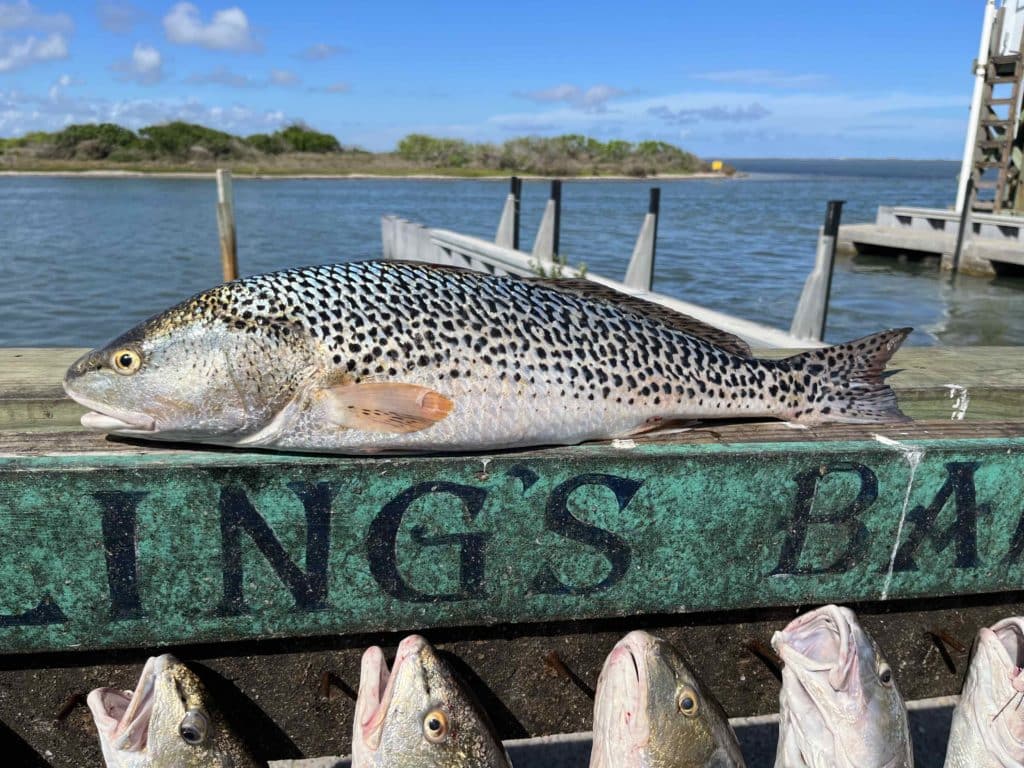 leopard redfish