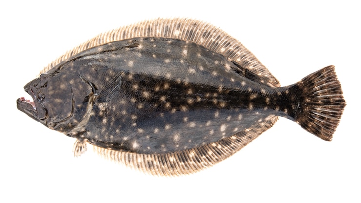 southern flounder