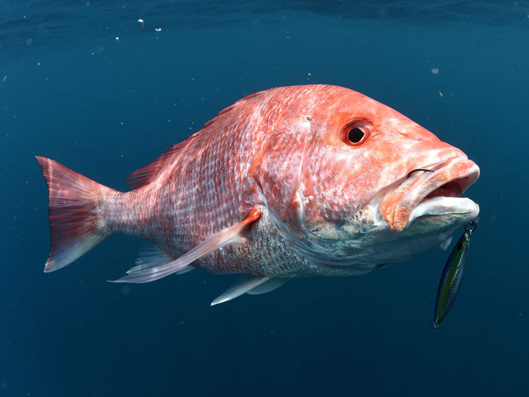 Snapper Quest  Salt Water Sportsman