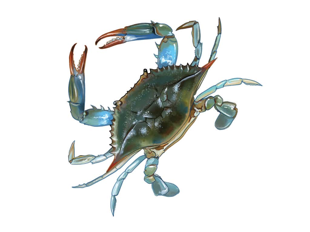 Tips for Using Crabs as Fishing Bait