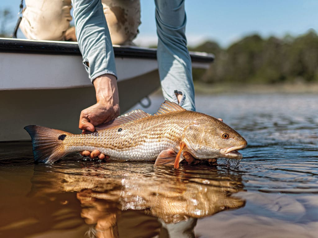 Redfish caught using crab