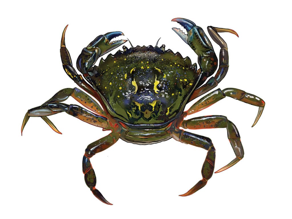 Invasive green crab for bait