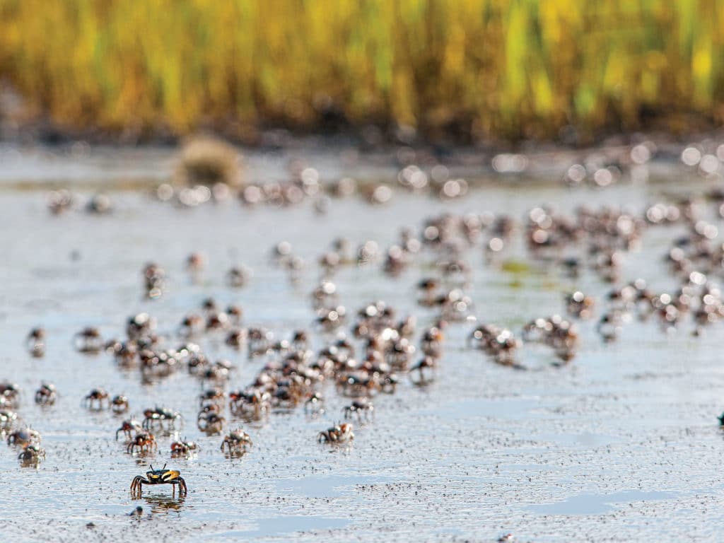 Crabs on the flats