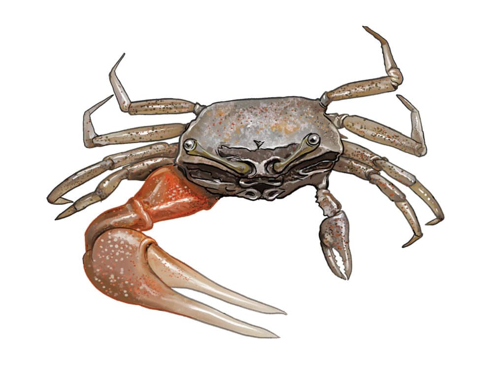 Fiddler crab for catching sheepshead