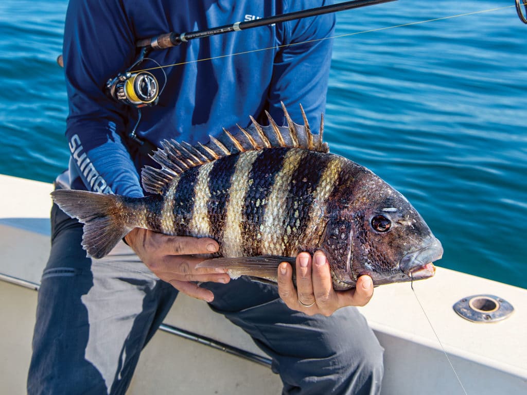 Sheepshead caught using crab