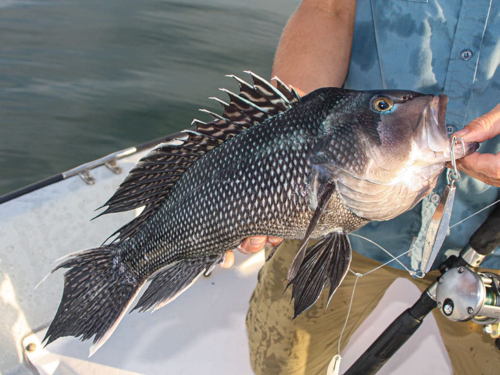 Fish caught using a diamond jig