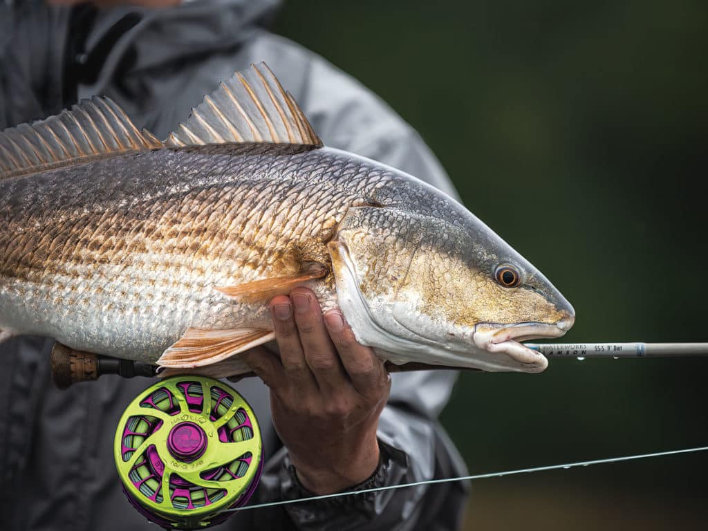 Redfish caught on fly rod