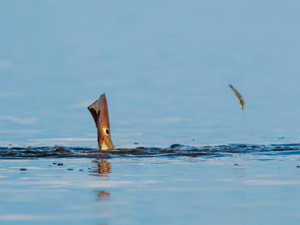 Shrimp jumping out of water near redfish