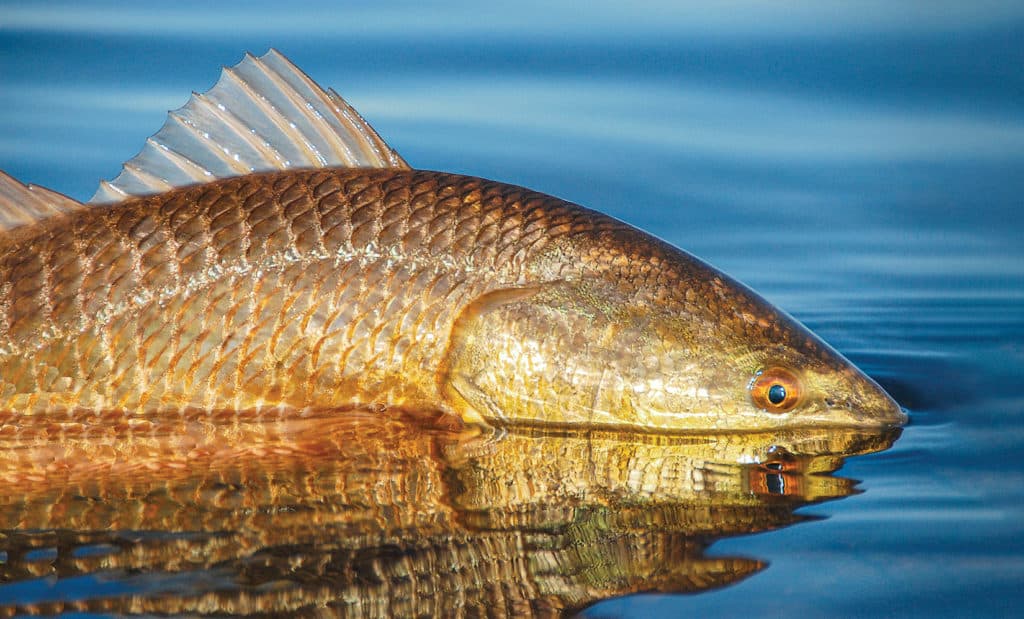 Red drum being released