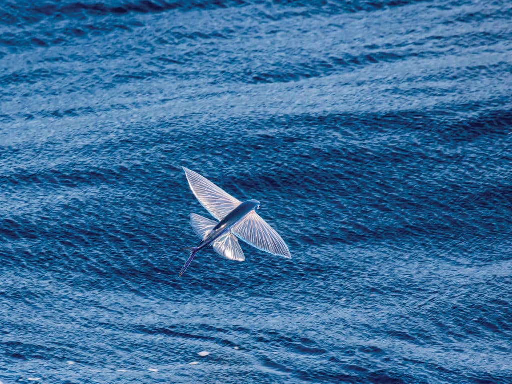 Flying fish jumping