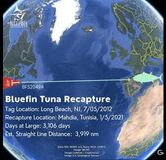 bluefin tuna recapture map