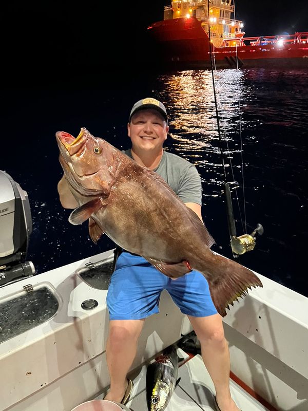 yellowmouth grouper