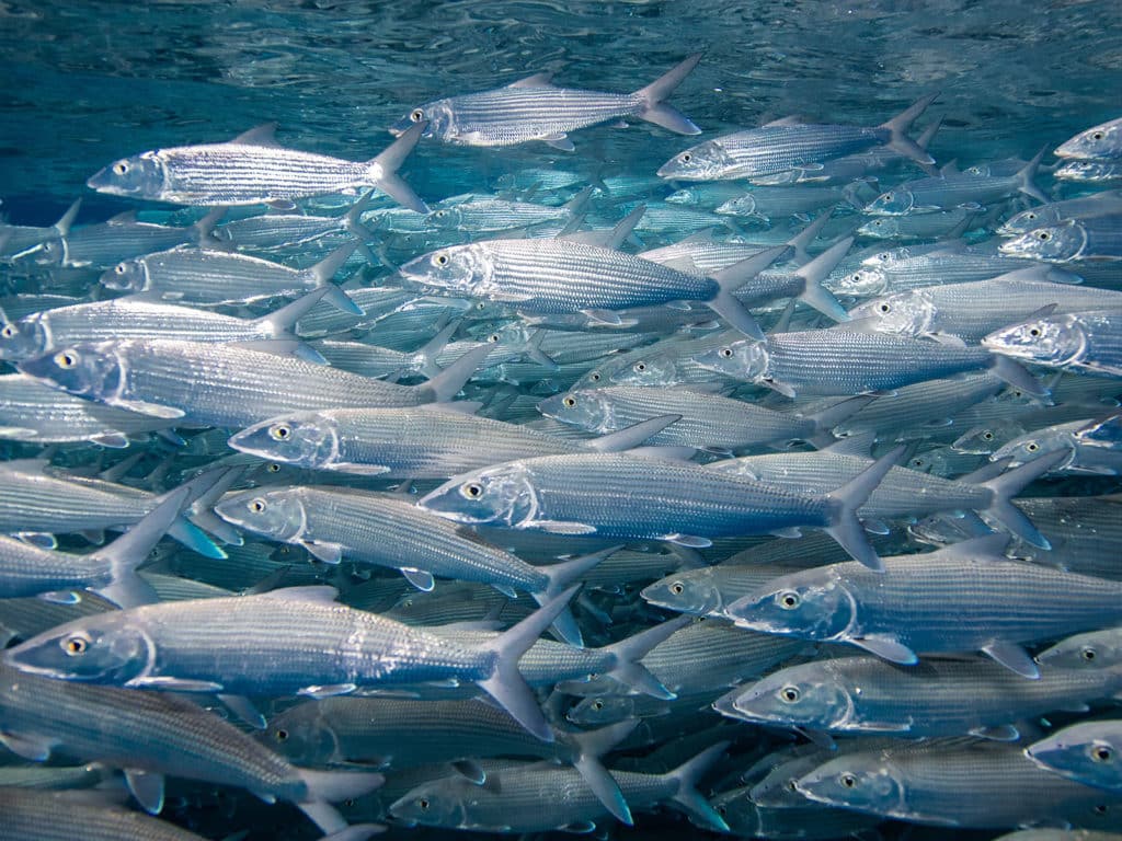 Deepwater bonefish aggregation