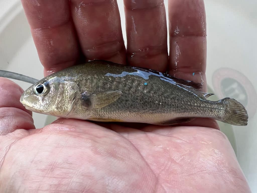 hatchery raised croaker