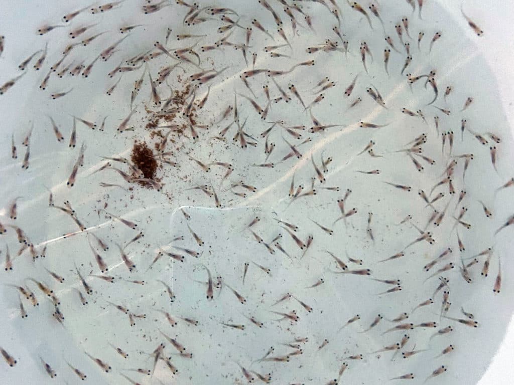 croakers at a hatchery