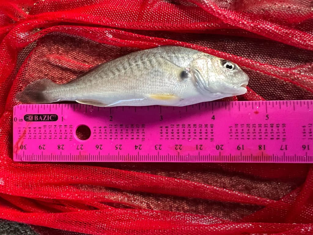 hatchery raised croaker