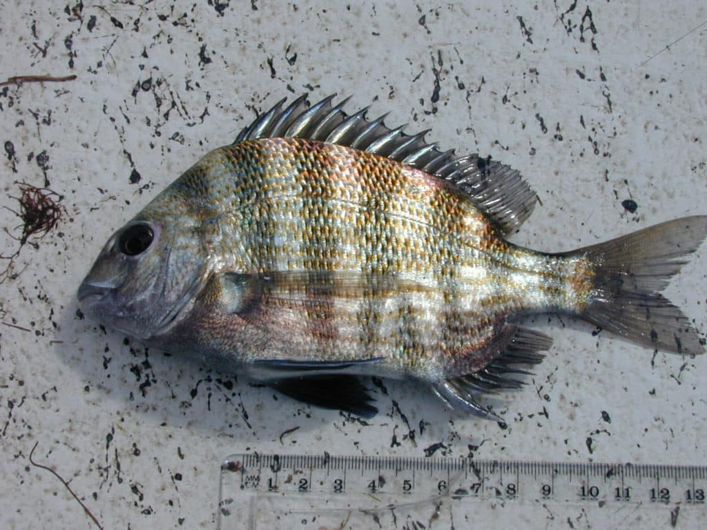 sheepshead saltwater bream hybrid