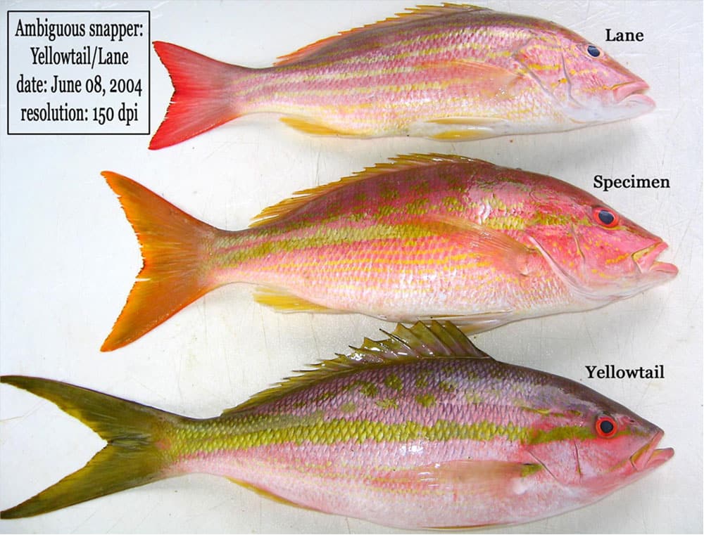 florida snapper hybrids