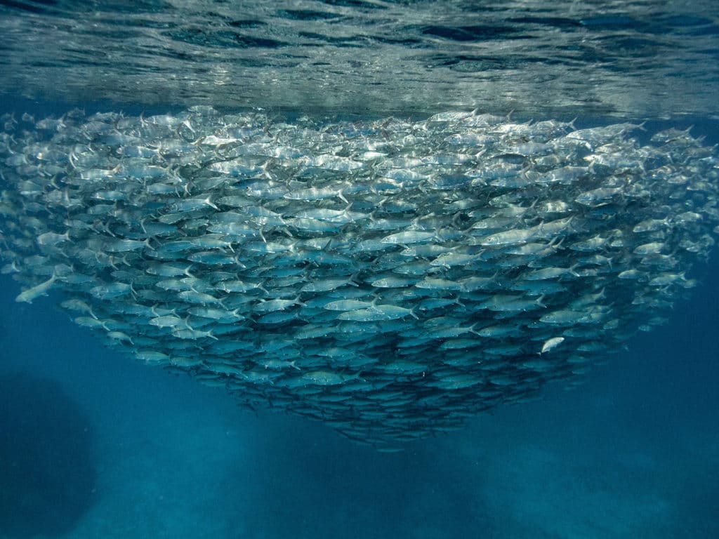 Bonefish spawning group