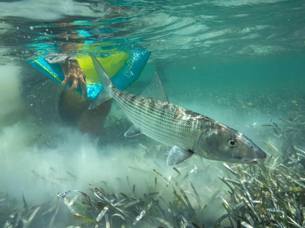 Tagged bonefish release