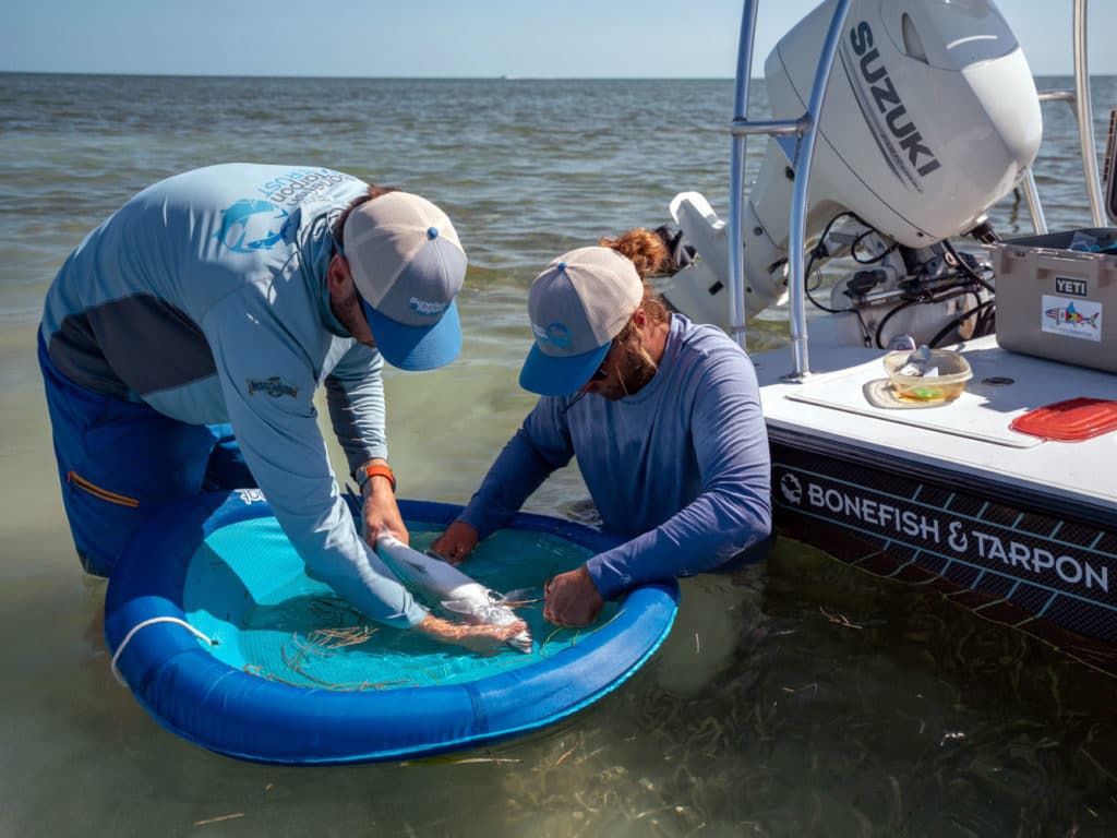 Tagging bonefish