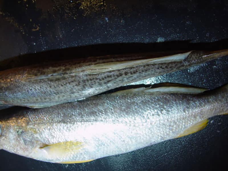 salt water trout hybrid