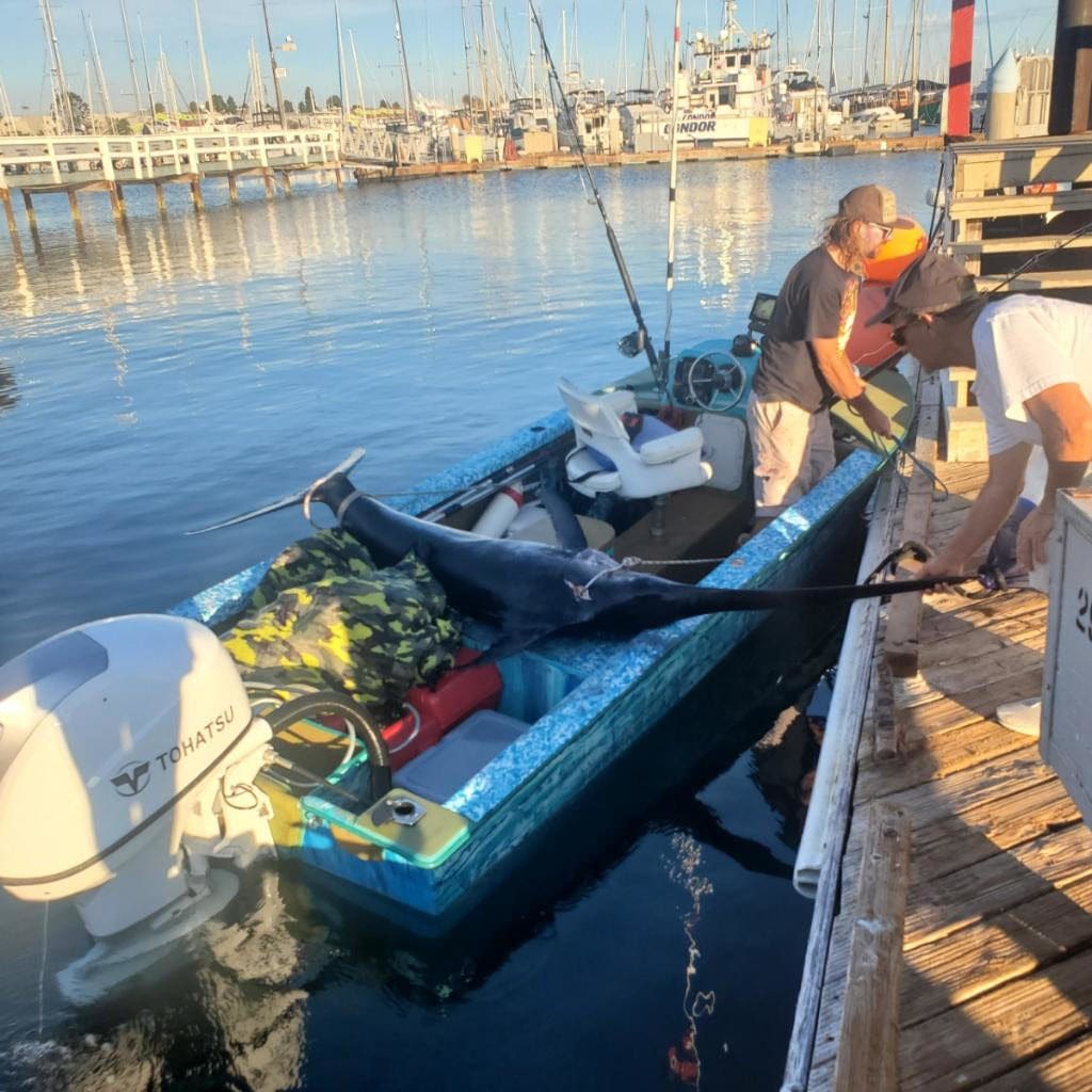 175 pound swordfish in port