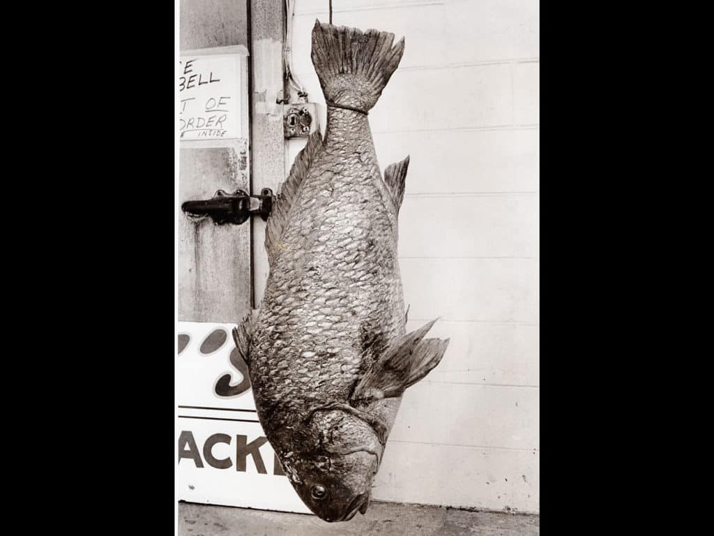 record black drum