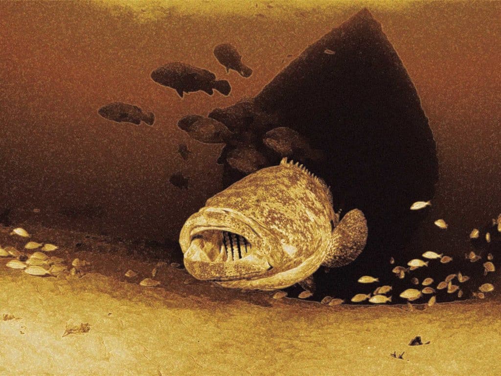 Grouper on live sonar