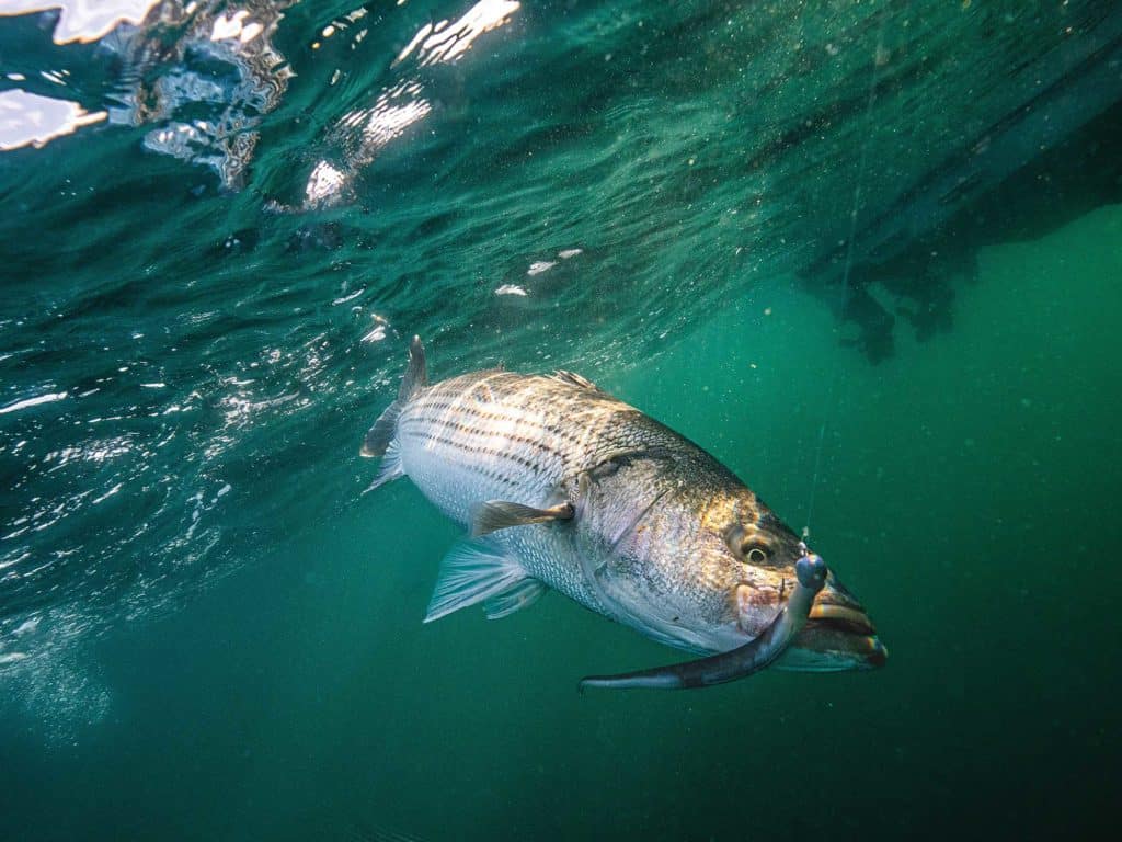 Striper caught using eel