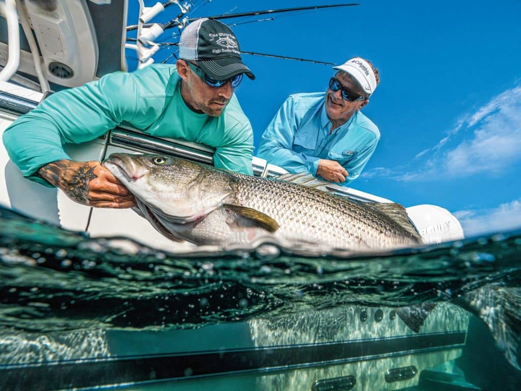 Targeting Striped Bass With Plastic Eels
