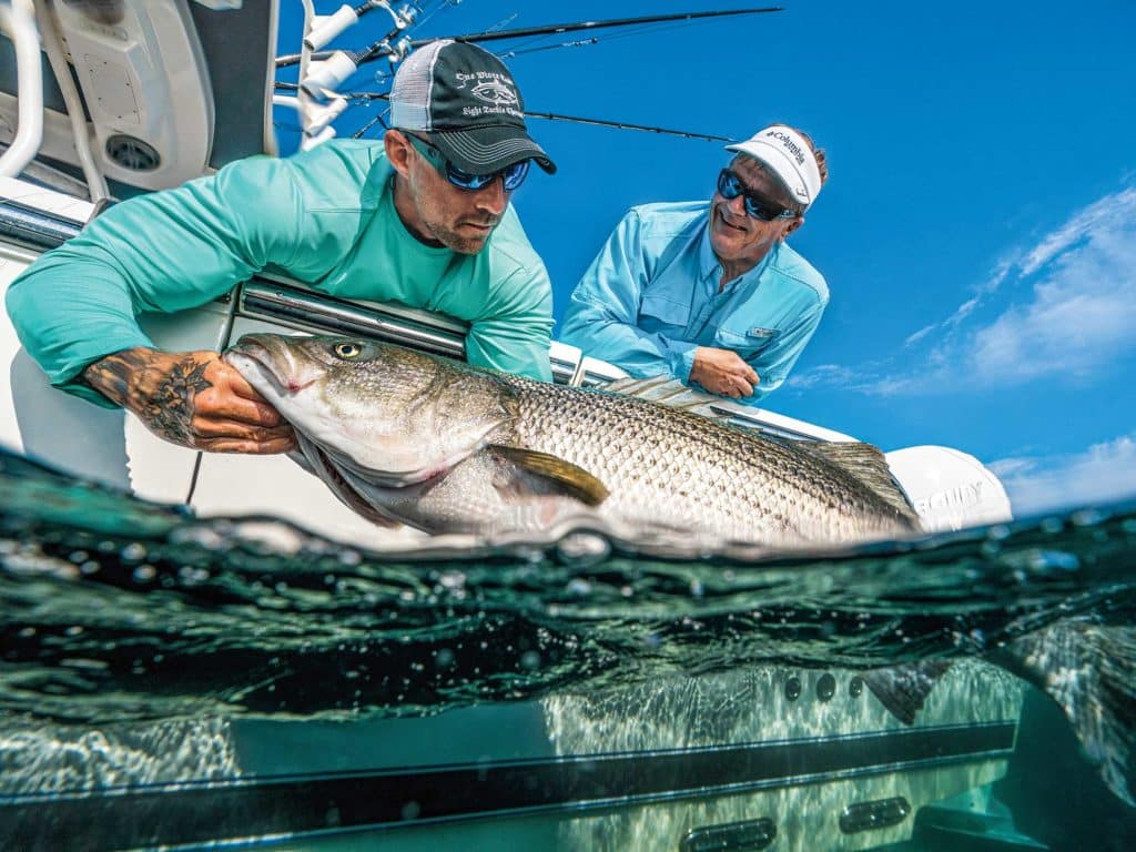 Striper brought boatside