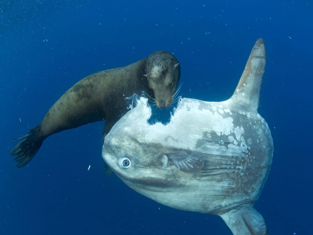 sea lion bites mola ocean sunfish