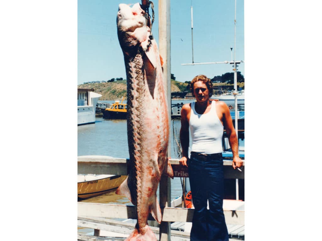 white sturgeon record