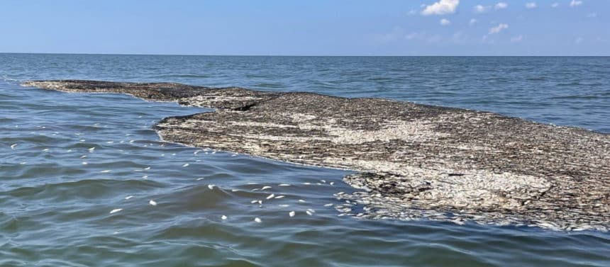 abandoned menhaden net