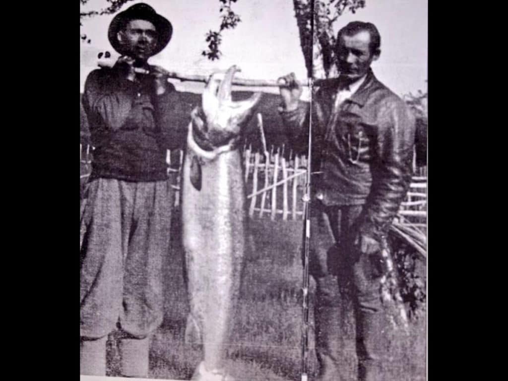 atlantic salmon record