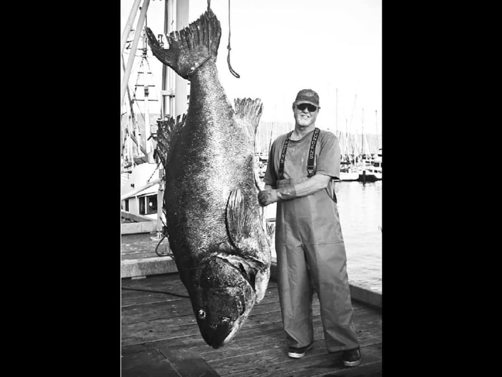 giant sea bass record
