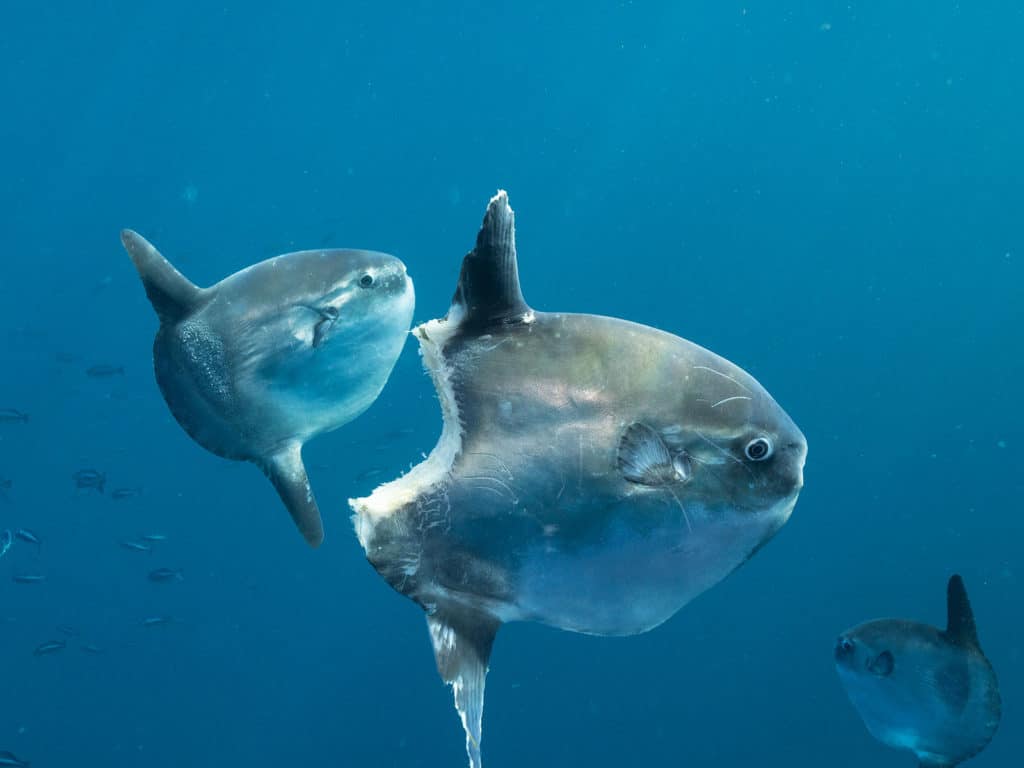 mola ocean sunfish bite