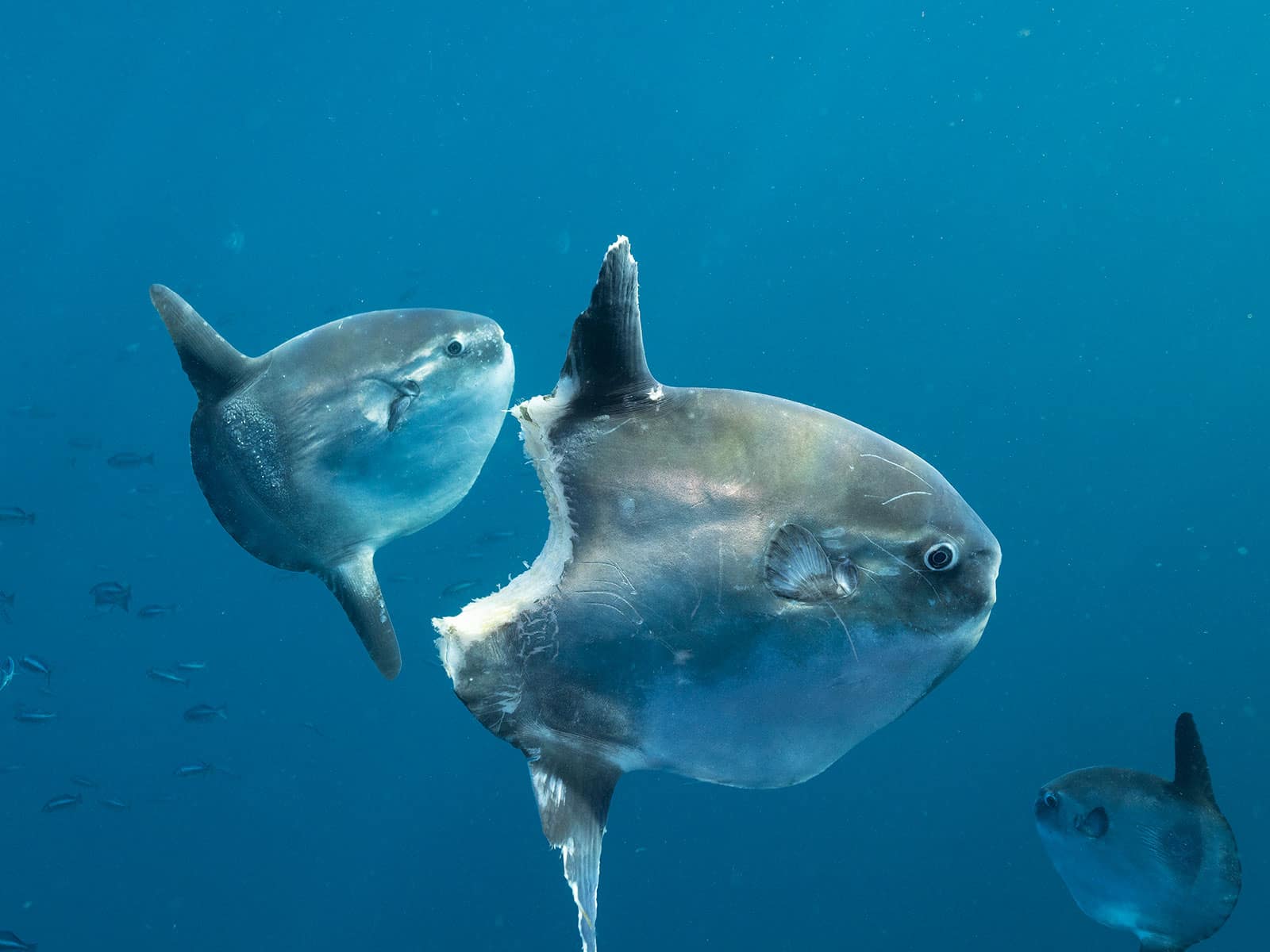 Pictures shop of sunfish