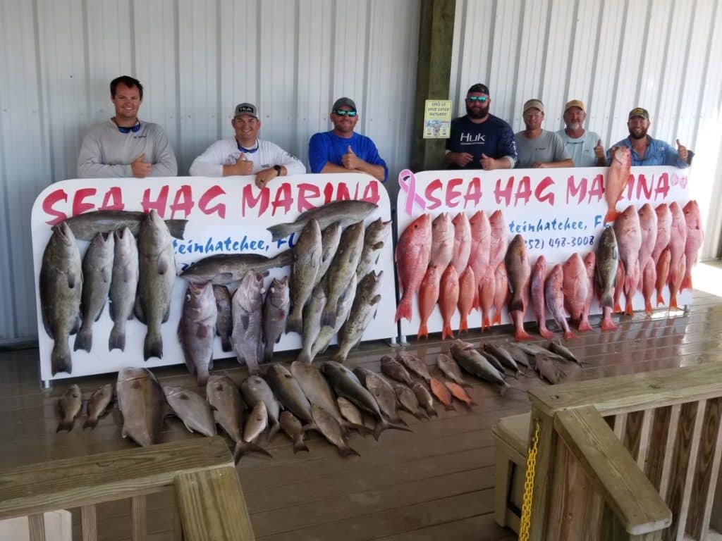 variety of grouper and snapper