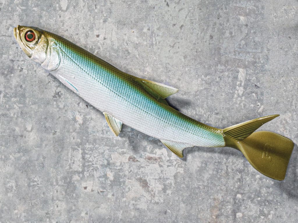 13 Fishing Ladyfish