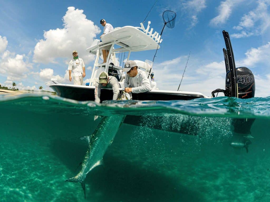 Tarpon at the boat