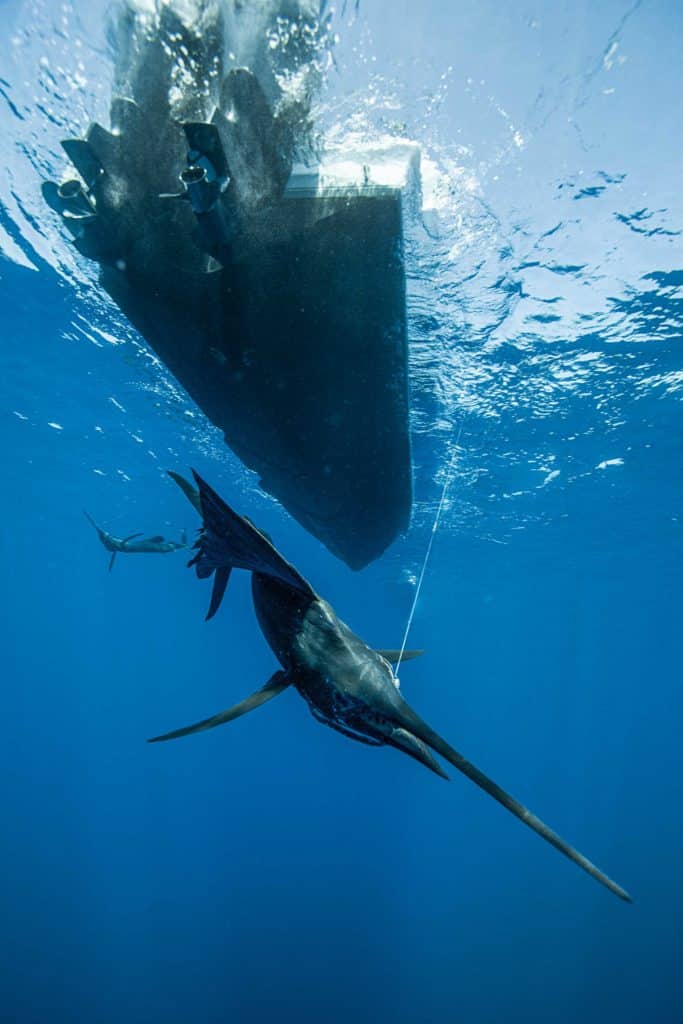 Sailfish under the boat