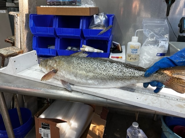record speckled trout at NC DNR