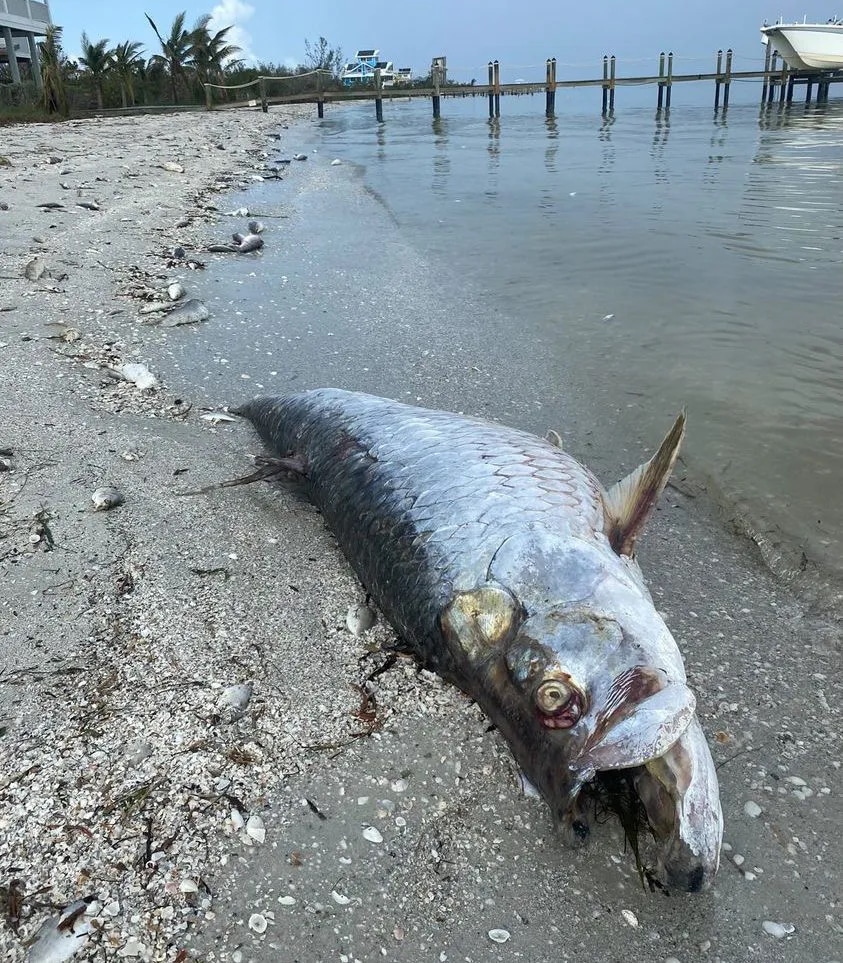 dead tarpon from red tide